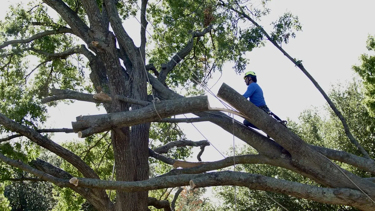 Professional Hazardous Tree Removal performed by certified arborists in Blue Mounds