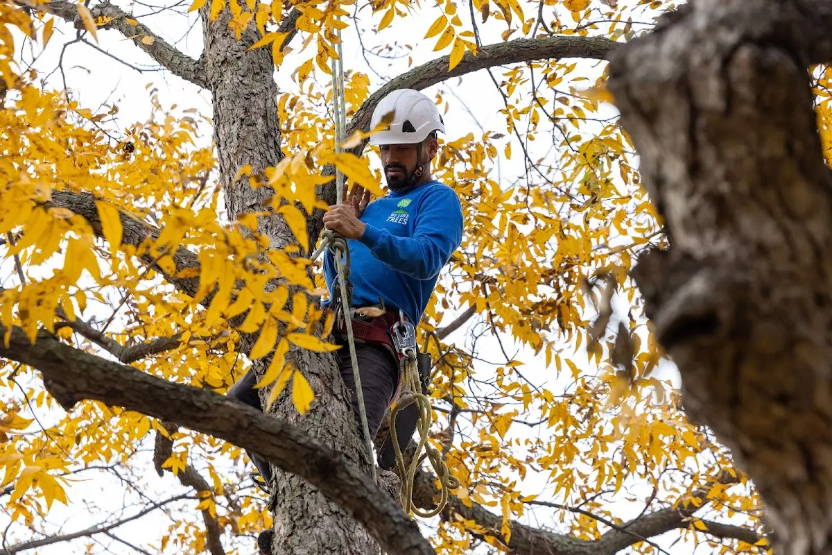 Skilled Storm Damage Cleanup crew working in Blue Mounds